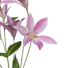 Clematis, 84cm, rosa