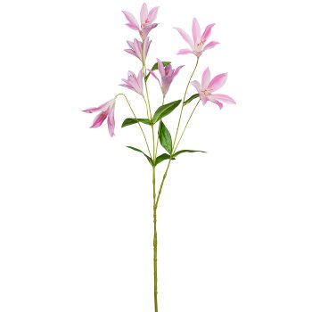 Clematis, 84cm, rosa