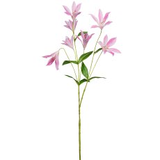 Clematis, 84cm, rosa