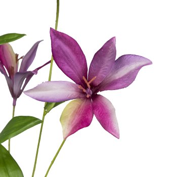 Clematis, 84cm, pink