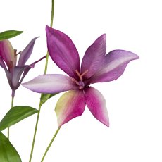Clematis, 84cm, pink