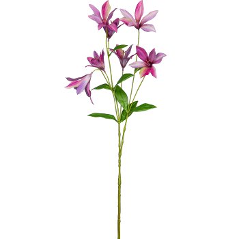 Clematis, 84cm, pink
