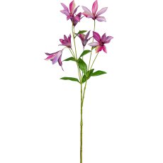 Clematis, 84cm, pink