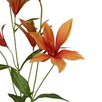 Clematis, 84cm, orange