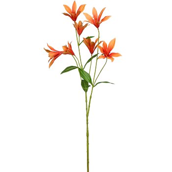 Clematis, 84cm, orange