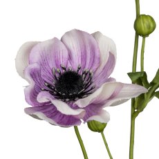 Anemone, 81cm, pale pink