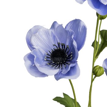 Anemone, 81cm, blau