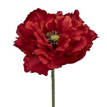 Mohn, 73cm, rot
