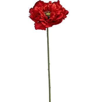Mohn, 73cm, rot