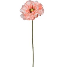Mohn, 73cm, apricot