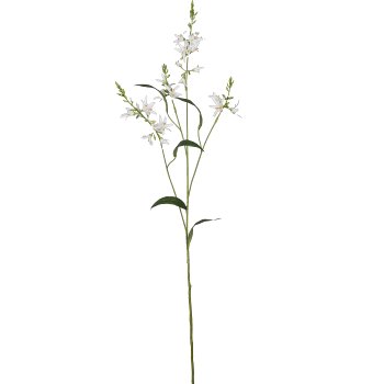 Prärielilie, 101cm, weiß