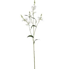 Prärielilie, 101cm, weiß