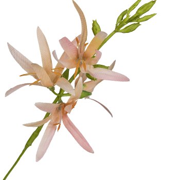 Prairie lily, 101cm, apricot