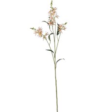 Prärielilie, 101cm, apricot