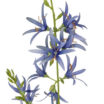 Prärielilie, 101cm, blau