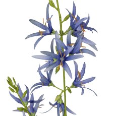 Prärielilie, 101cm, blau