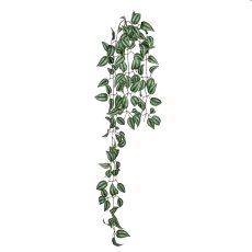 Tradescantia vine, 160cm, green