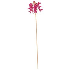 Dendrobie, 70cm, pink
