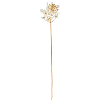 Dendrobie, 70cm, weiß