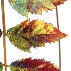 Essigbaum, 100cm, dunkelrot