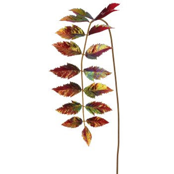 Essigbaum, 100cm, dunkelrot