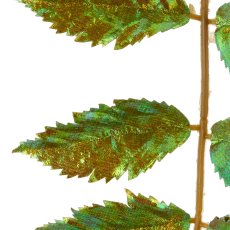 Essigbaum, 100cm, grün