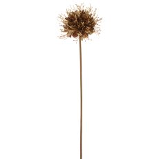 Monarda, 90cm, gold