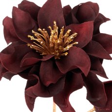 Christrose, 66cm, dunkelrot