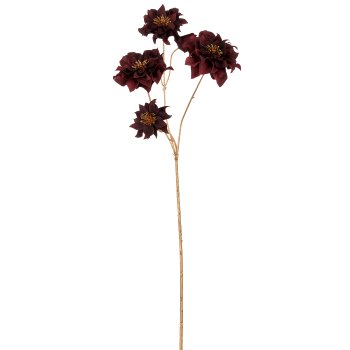 Christrose, 66cm, dunkelrot
