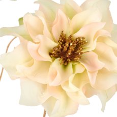 Christrose, 66cm, naturweiß