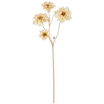 Christrose, 66cm, naturweiß