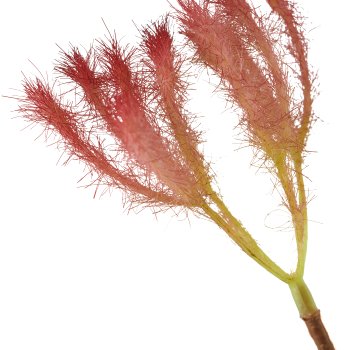 Cotinus, 72cm, dark pink