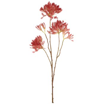 Cotinus, 72cm, dark pink
