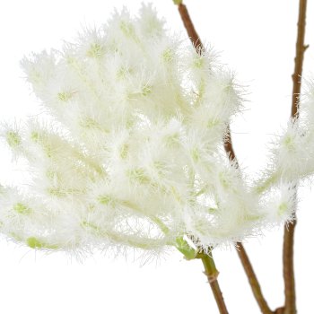 Cotinus, 72cm, weiß