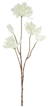 Cotinus, 72cm, weiß