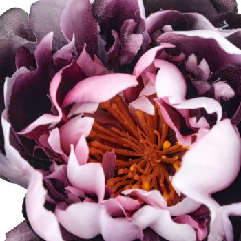 Peonie, 80cm, aubergine