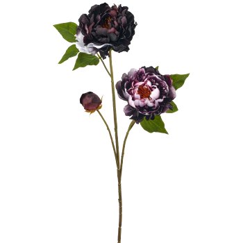 Peonie, 80cm, aubergine