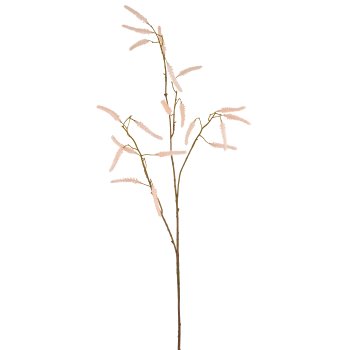 Acalypha, 95cm, apricot