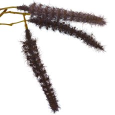 Acalypha, 95cm, lilac