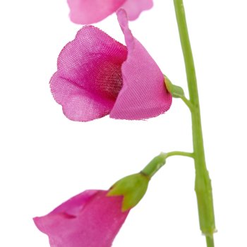 Bellflower, 68cm, pink
