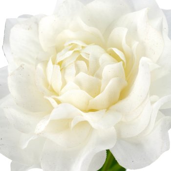 Camellia, 67cm, white