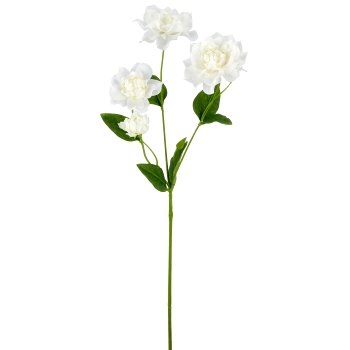 Camellia, 67cm, white