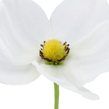 Anemone, 66cm, weiß