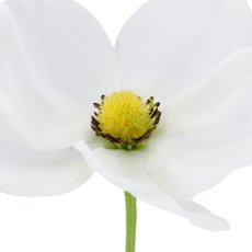 Anemone, 66cm, weiß