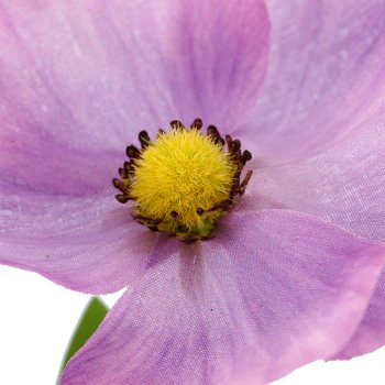 Anemone, 66cm, lila