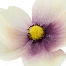 Anemone, 66cm, helllila