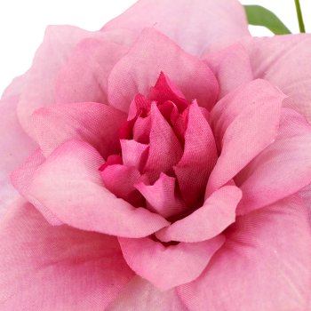 Clematis, 72cm, pale pink