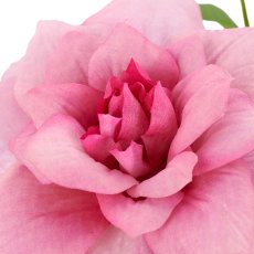 Clematis, 72cm, pale pink