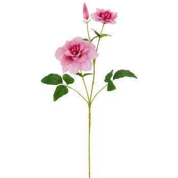 Clematis, 72cm, pale pink