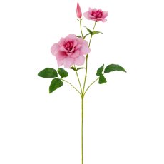 Clematis, 72cm, rosa